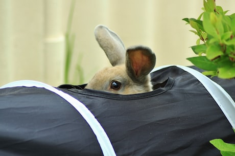 安哥拉兔(稀有宠物安哥拉兔-在中国的繁育现状和保护策略)