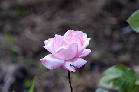 紫玫瑰(惊艳！最美紫玫瑰长这样！)