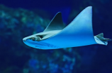 琉璃鲸：神秘而壮丽的海洋生物