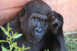 红毛猩猩:极度危险的物种！