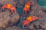螃蟹煮多久可以吃？你需要了解的几个知识点！