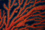 金珊瑚(神秘的金珊瑚，天下珊瑚最玲珑)