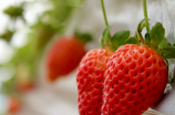 草莓的营养价值及益处